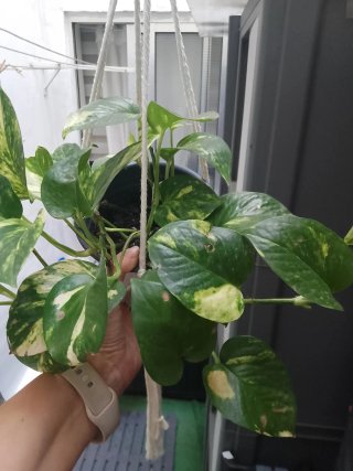 Planta Potos en maceta