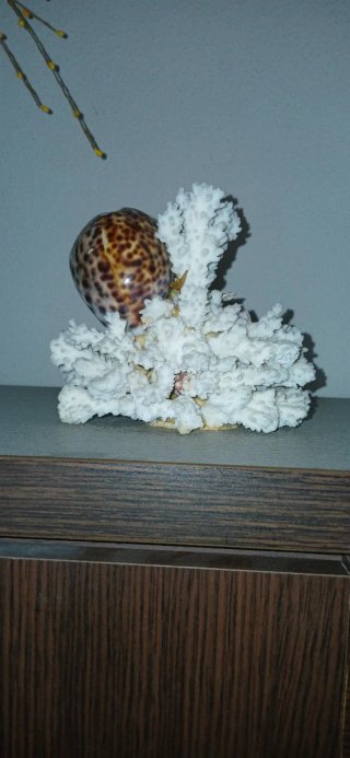 Decorazione marina con conchiglie in pietra