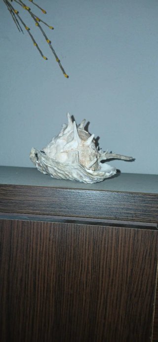 Decorazione marina con conchiglie in pietra