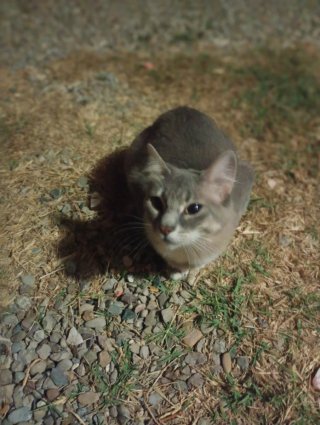 Gata hermosa y amorosa en adopción 625034574 wasas