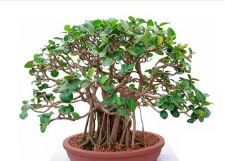 Planta XL Ficus Benghalensis