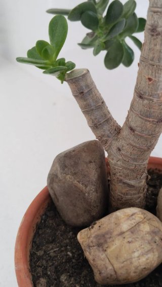 Prebonsái Jade Maceta Barro Escultural