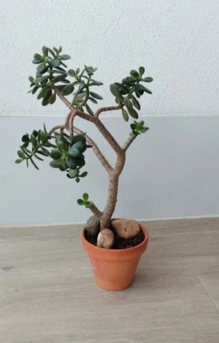 Prebonsái Jade Maceta Barro Escultural