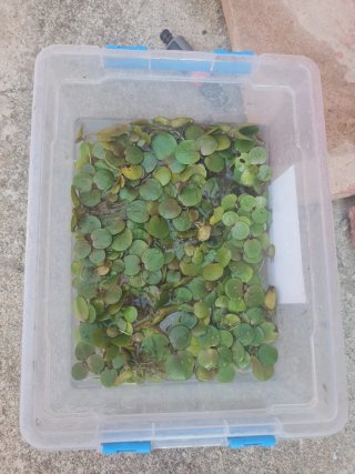 15 Limnobium laevigatum plantas acuáticas