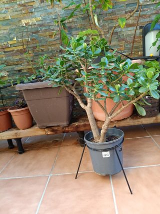 Árbol de Jade, planta de la fortuna.