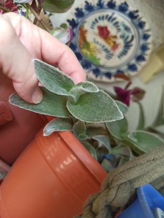 Esqueje de Planta Tradescantia Sillamontana