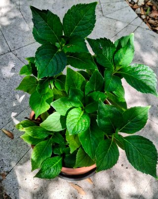 Planta Canna con hojas verdes y flor roja, 15€