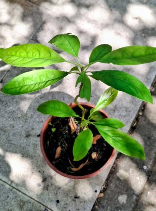Planta Canna con hojas verdes y flor roja, 15€