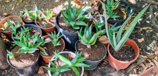 Planta Canna con hojas verdes y flor roja, 15€