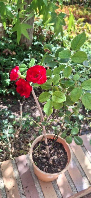 Planta Canna con hojas verdes y flor roja, 15€