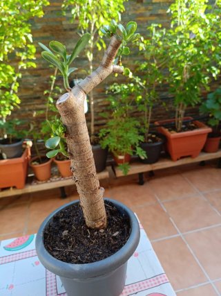 Árbol de Jade Planta de la Fortuna
