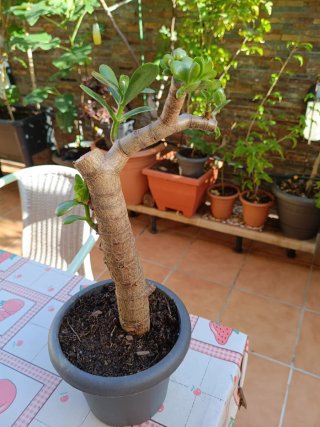 Árbol de Jade Planta de la Fortuna