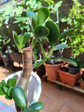 Árbol de Jade Planta de la Fortuna