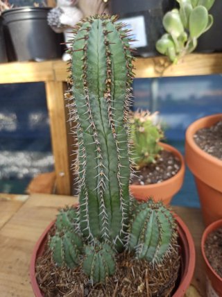 Suculentas y cactus