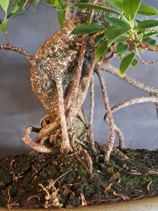 Ficus retusa Tiger Bark Bonsai