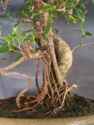 Ficus retusa Tiger Bark Bonsai