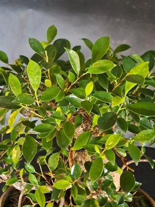 Ficus retusa Tiger Bark Bonsai