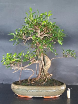 Ficus retusa Tiger Bark Bonsai