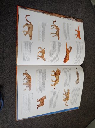 Libro - cuento Yo Soy Gato- I Am Cat