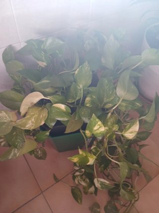 Planta Potos en maceta verde