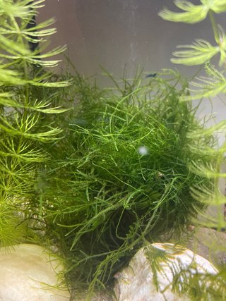 Musgo de Java para acuario