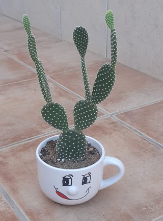 Cactus macetas de Cerámica Varios. Varios Precios