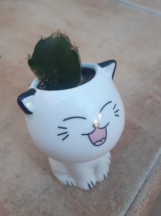 Cactus macetas de Cerámica Varios. Varios Precios