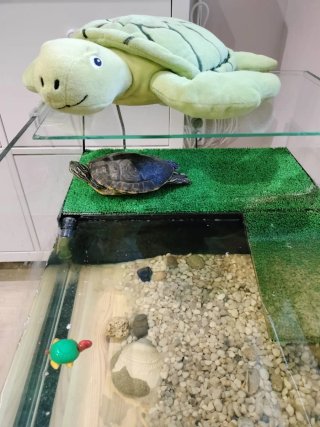 Terrario Tortuga 80x40x30 cm con depuradora y filt