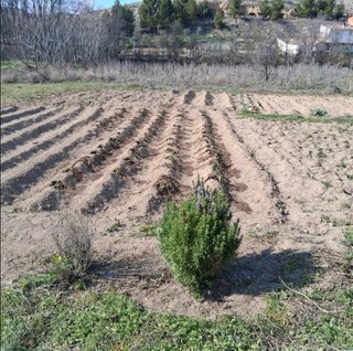 Finca rústica en Calatayud