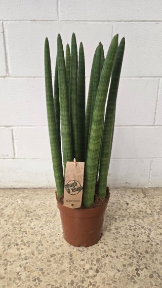 Sansevieria cylindrica planta
