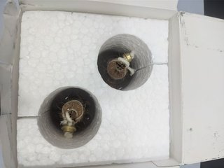 Juego de velas decorativas para lámparas de aceite