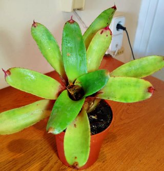Planta.Bromelia.Aechmea Caudata.