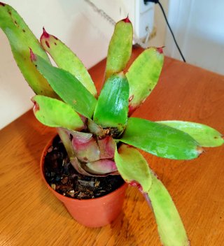 Planta.Bromelia.Aechmea Caudata.