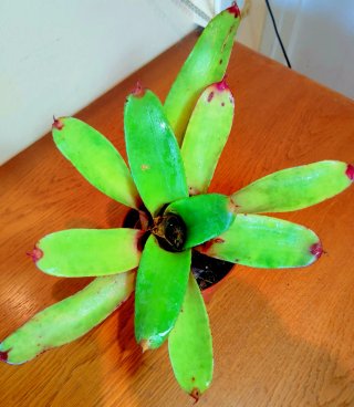 Planta.Bromelia.Aechmea Caudata.