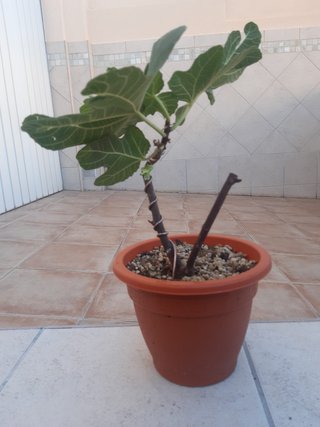 Higuera en maceta. Proyecto Bonsai