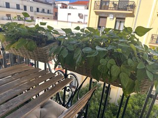 2 Jardineras Colgantes Mimbre Balcón