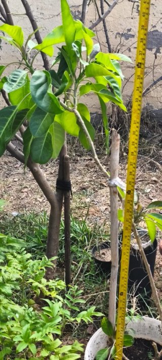 Planta XL Solandra maxima