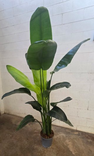 Strelitzia planta interior