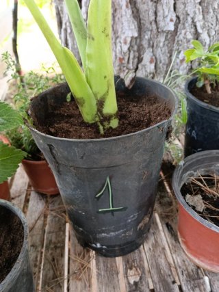 Alocasia 55cm