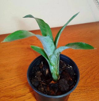 Planta.Bromelia.Neoregelia Farinosa.