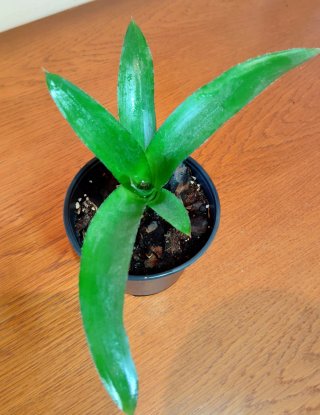 Planta.Bromelia.Neoregelia Farinosa.