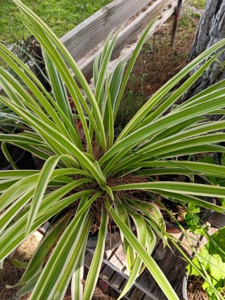Planta araña variegada Cintas de dos colores