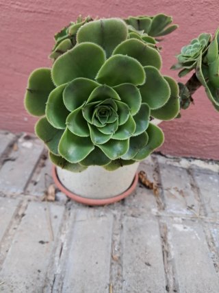 Planta