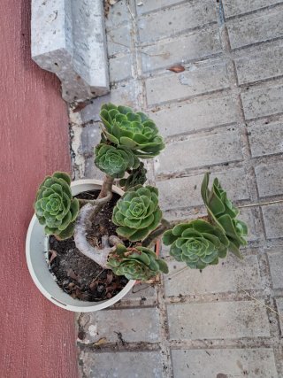Planta