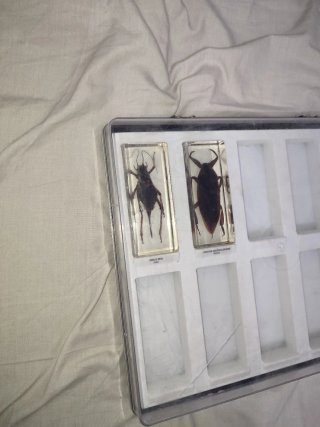 Colección de insectos en resina