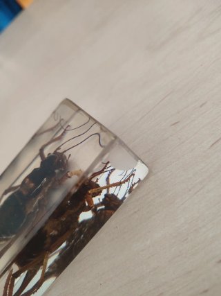 Colección de insectos en resina