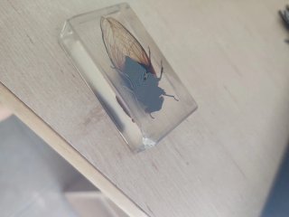 Colección de insectos en resina