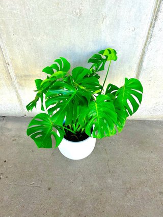 Planta de interior Monstera Deliciosa