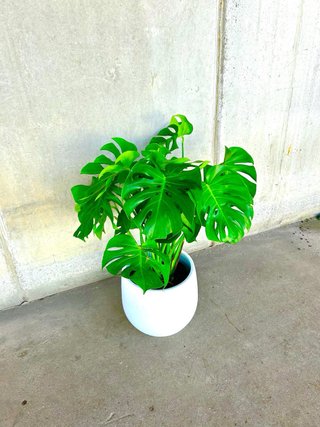 Planta de interior Monstera Deliciosa