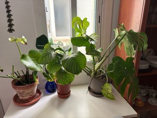 2 Plantas Monstera Deliciosa
